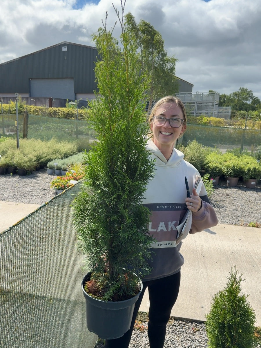 Thuja Occiden. Emerald 5 Litre Pot 80-90cm
