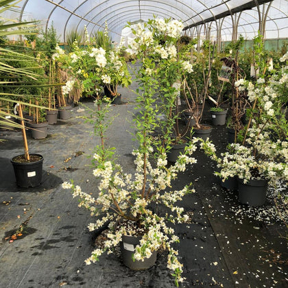 Exochorda x Macrantha Lotus Moon 12 Litre Pot 80/100cm