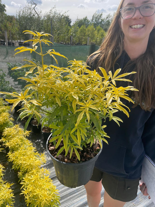 Choisya Ternata Goldfingers 5 Litre Pot