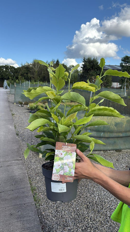 Magnolia Soulangeana 4 Litre Pot 60/80cm