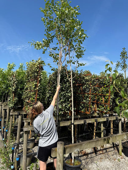 Betula Utilis Jacquemontii 6/8cm Girth 30 Litre Pot Seconds
