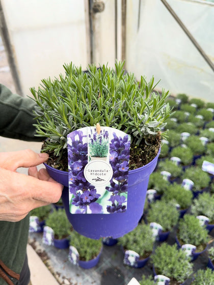 Lavender Angustifolia Hidcote 3 Litre Pot
