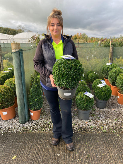 Buxus Ball 7.5 Litre Pot 30-35cm