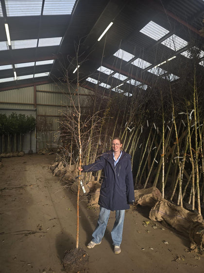 Betula Pendula 6/8cm Girth Std Rootballed