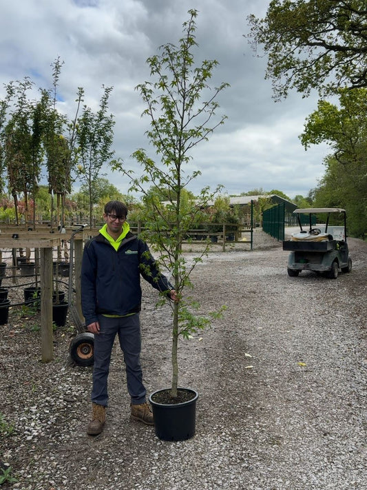 Liquidambar styraciflua 'Worplesdon' 8-10cm