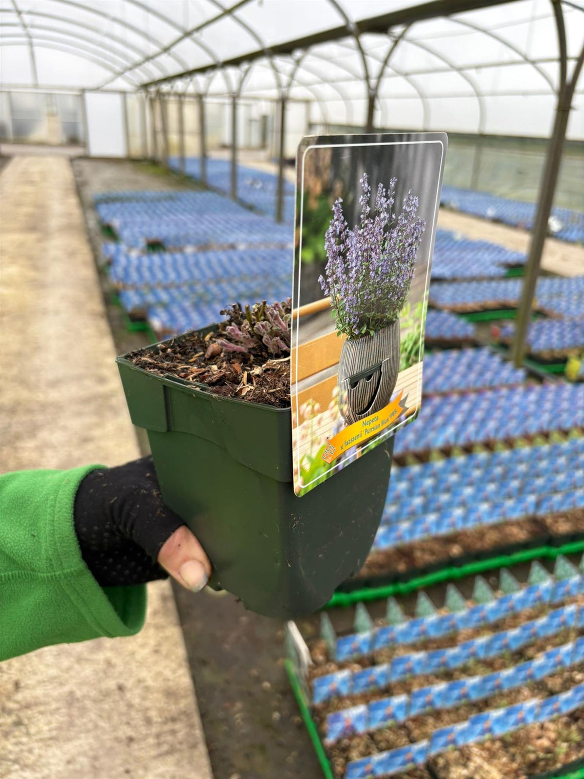 Nepeta Faassenii Purrsian Blue 11cm Pot