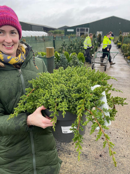 Juniperus Pr. Nana 10 Litre Pot