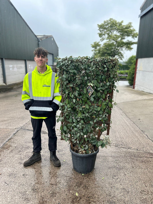 Elaeagnus x Ebbingei Pleached Wall Frame 33 Litre 120x70cm