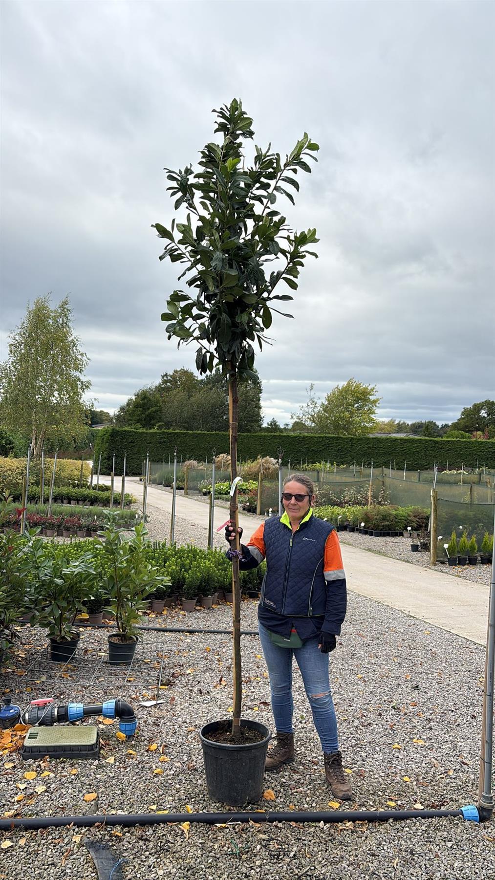Prunus laurocerasus Novita Standard 30 Litre Pot 8/10 Girth