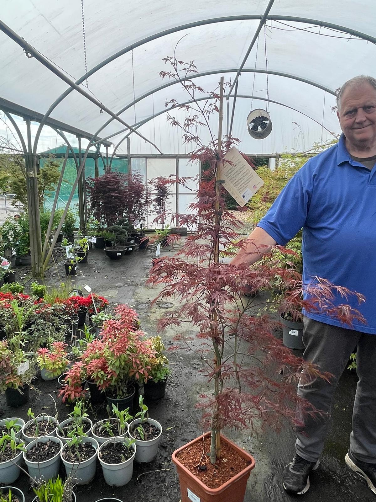 Acer palmatum Inaba Shidare 14 Litre Pot