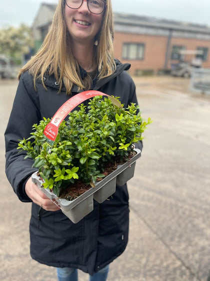 Box Hedging 6 Pack Tray 20cm high