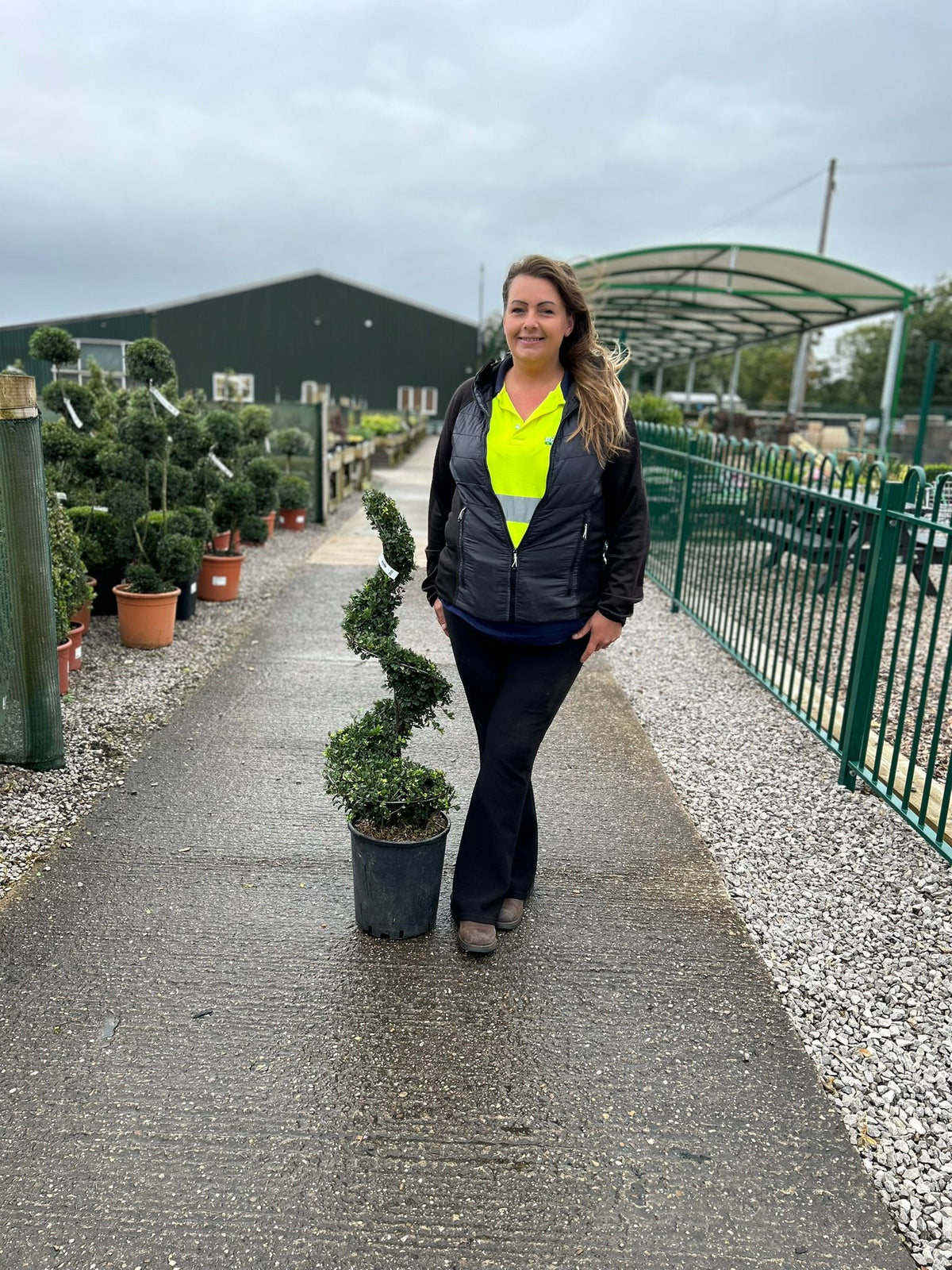 Ilex Crenata Dark Green Spiral 18 Litre 90/100cm