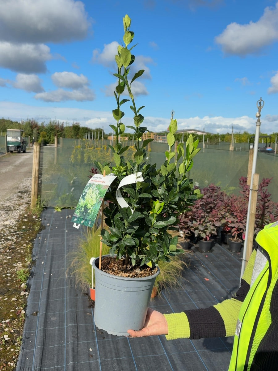 Euonymus Jap. Extravaganza 4.5 Litre Pot