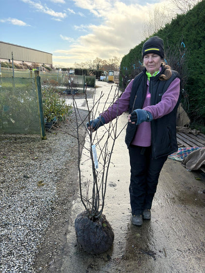 Amelanchier Lamarckii Multi Stem 100/125cm Rootballed
