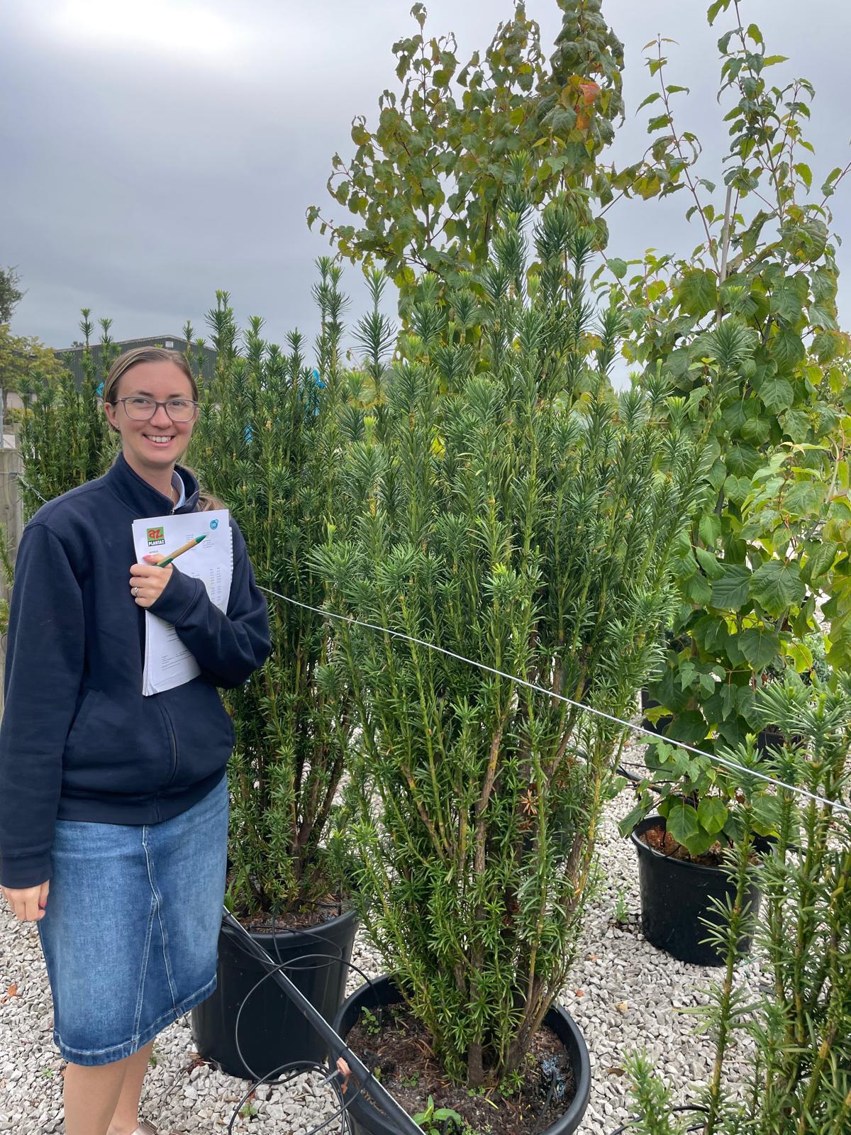 Cephalotaxus Harringtonia Fastigiata Specimen
