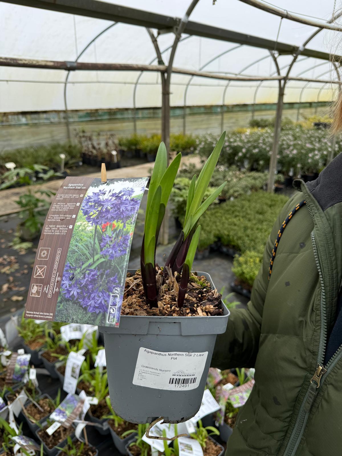 Agapanthus Northern Star 10 Litre Pot