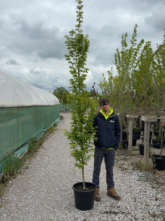 Carpinus Bet. Fastigiata 8/10cm Girth Feathered