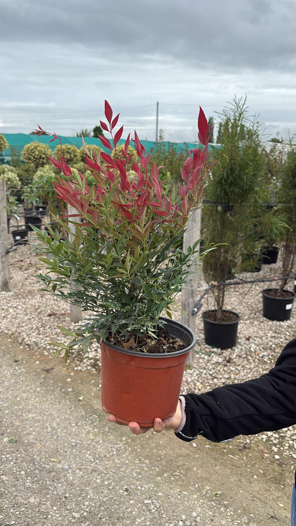 Nandina Domestica Obsessed 3 Litre Pot
