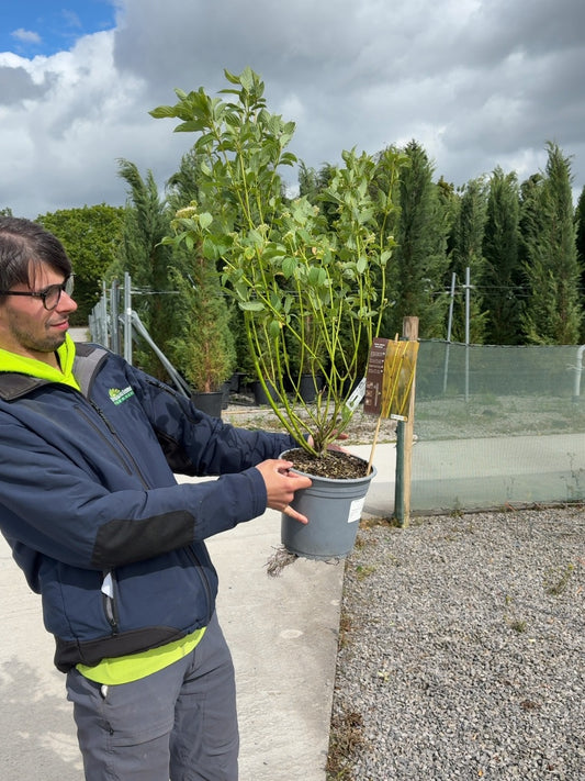 Cornus Stolonifera Flaviramea 4.5 Litre Pot