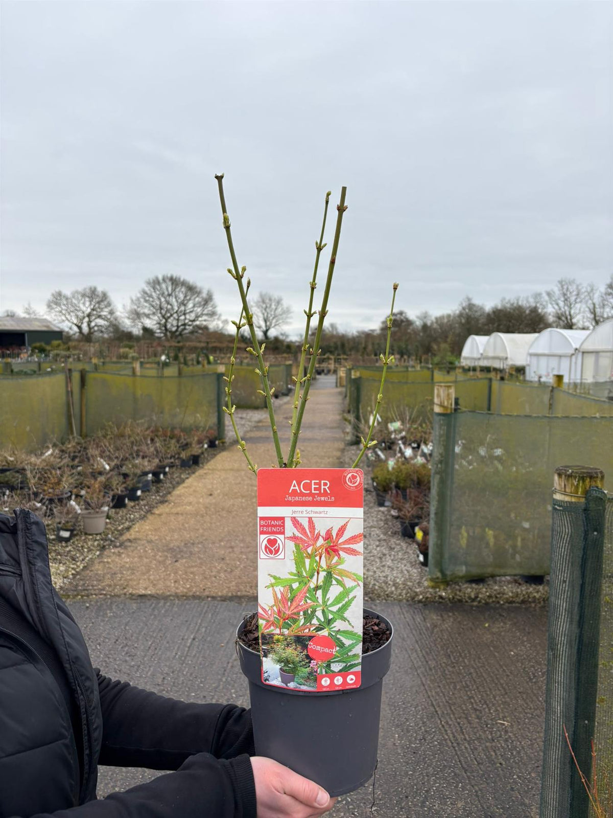 Acer Palmatum Jerre Schwartz 3 Litre Pot