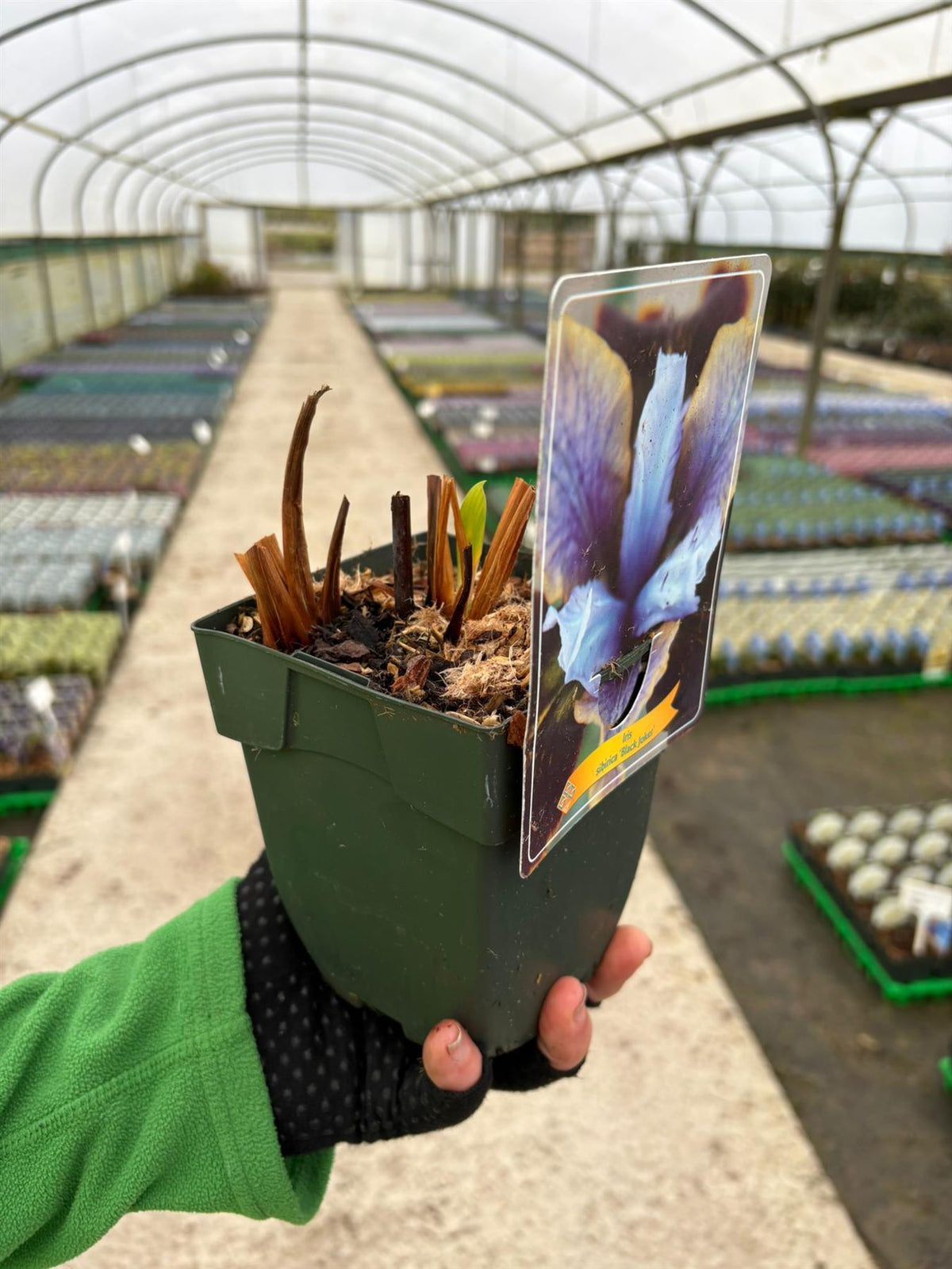 Iris Black Joker 11cm Pot
