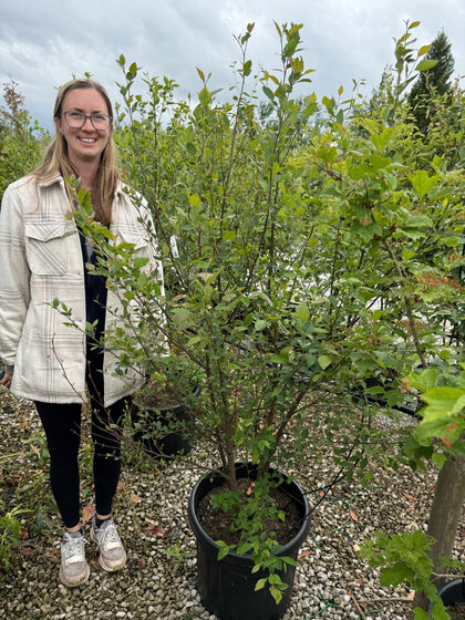 Amelanchier Lamarckii Multi Stem 100/125cm