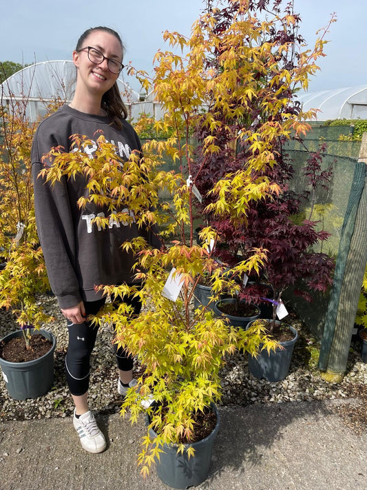Acer Palmatum Katsura 15 Litre Pot