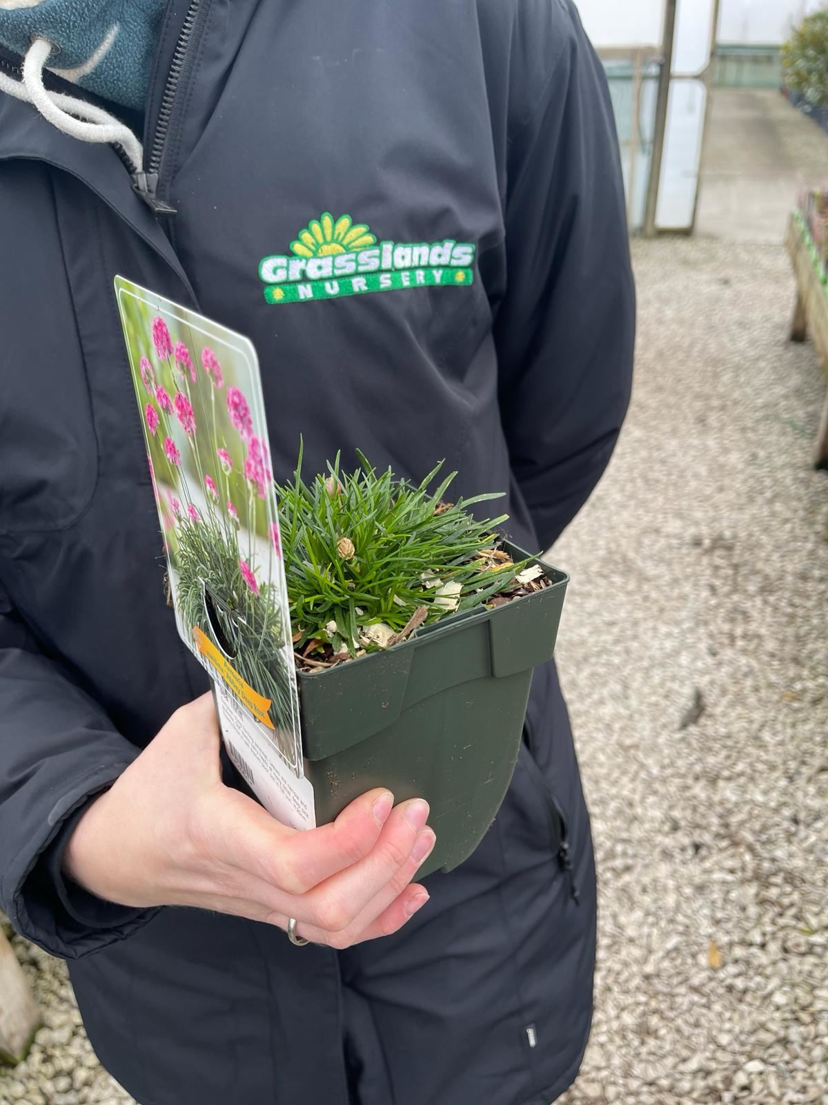 Armeria Maritima 11cm Pot