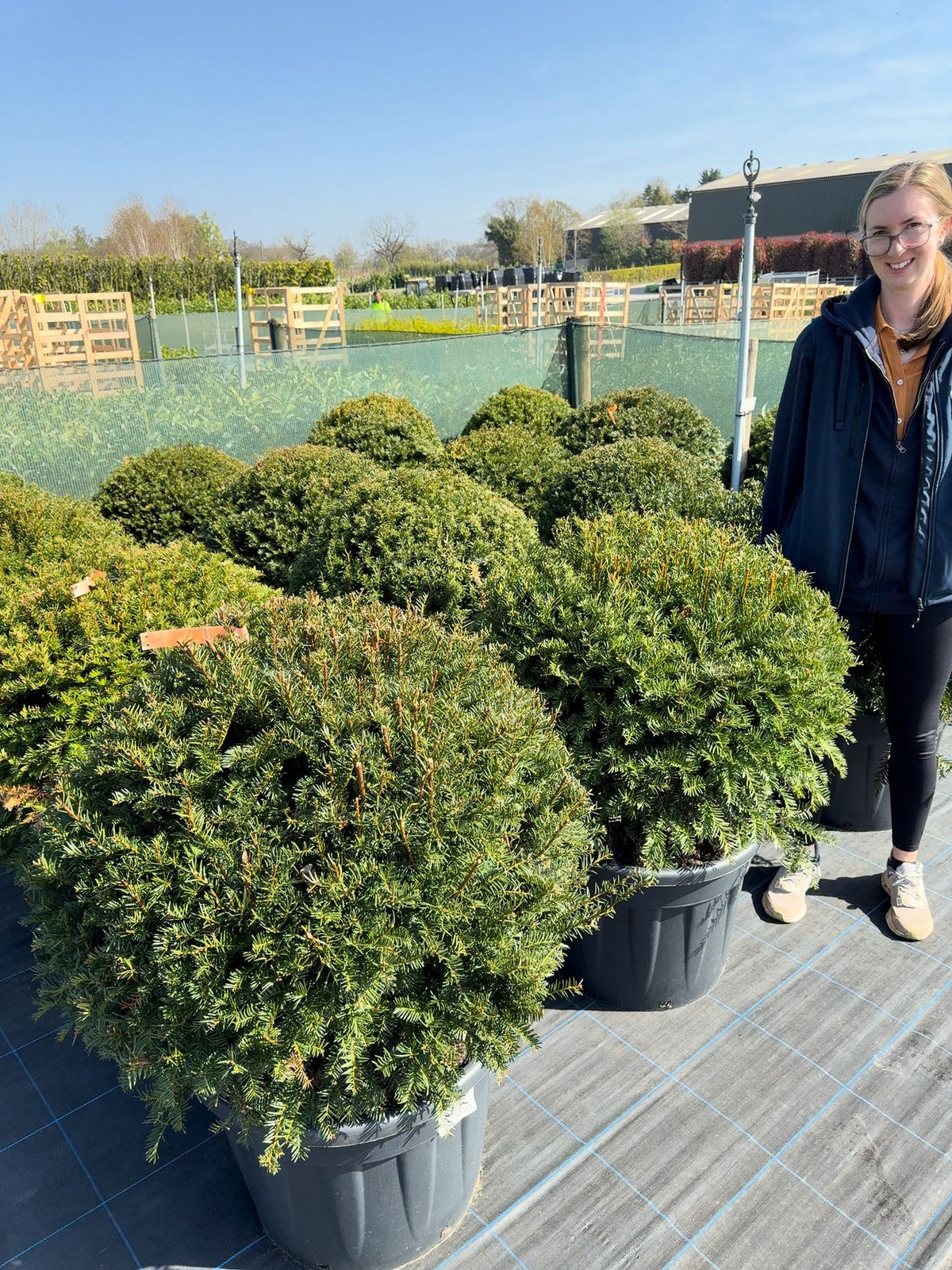 Yew Or Taxus Baccata Ball 80/85cm