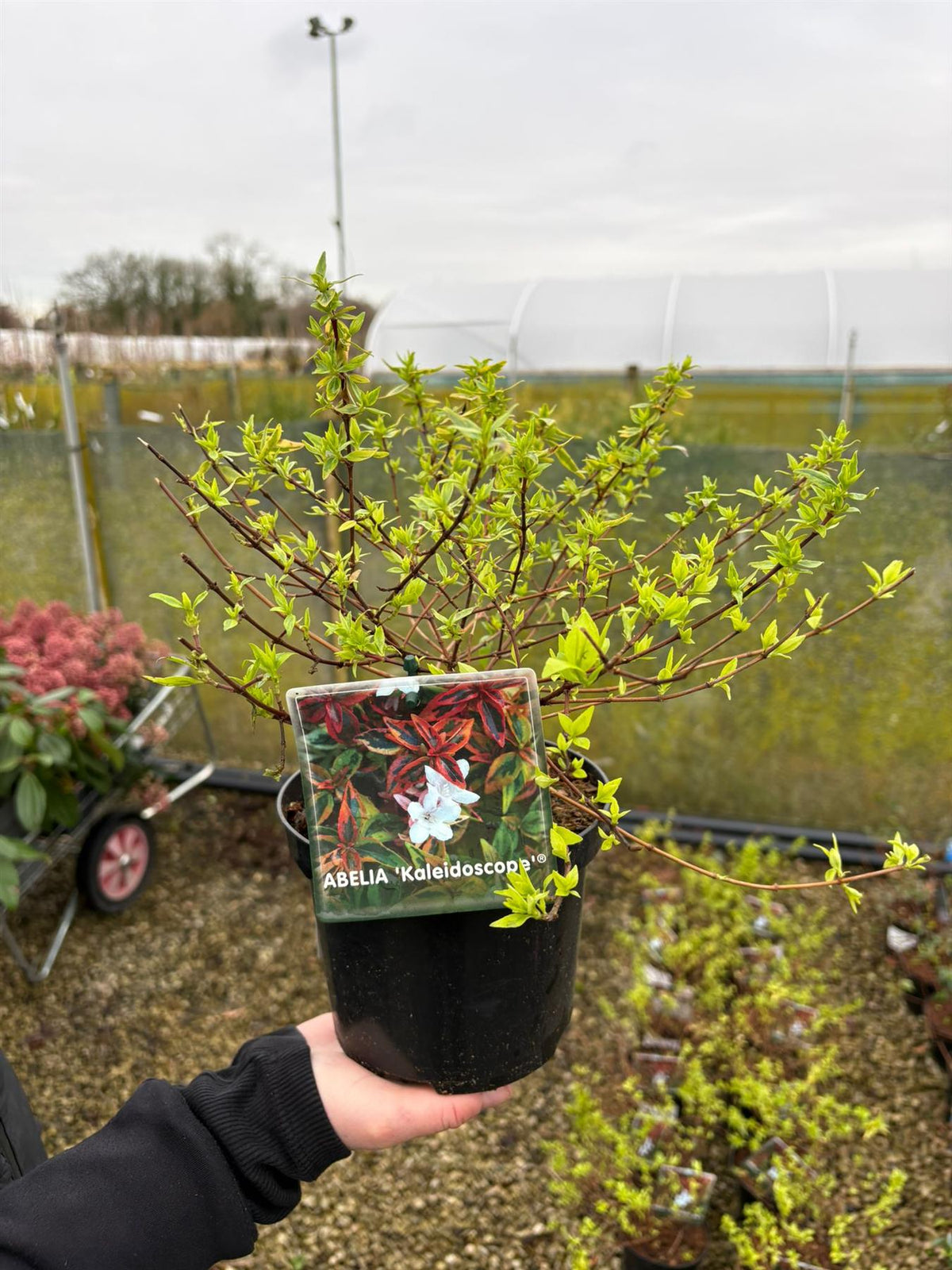 Abelia Kaleidoscope 1.5 Litre Pot