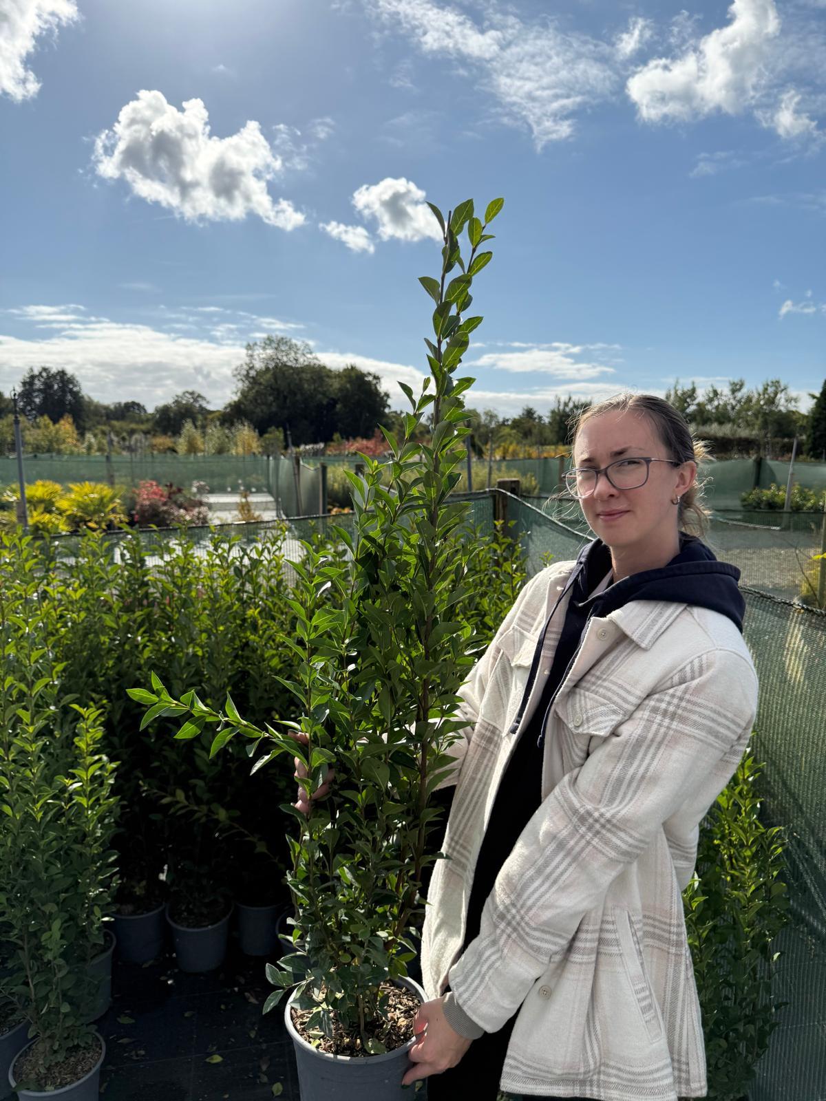 Green Privet 4.5 Litre 100/125cm