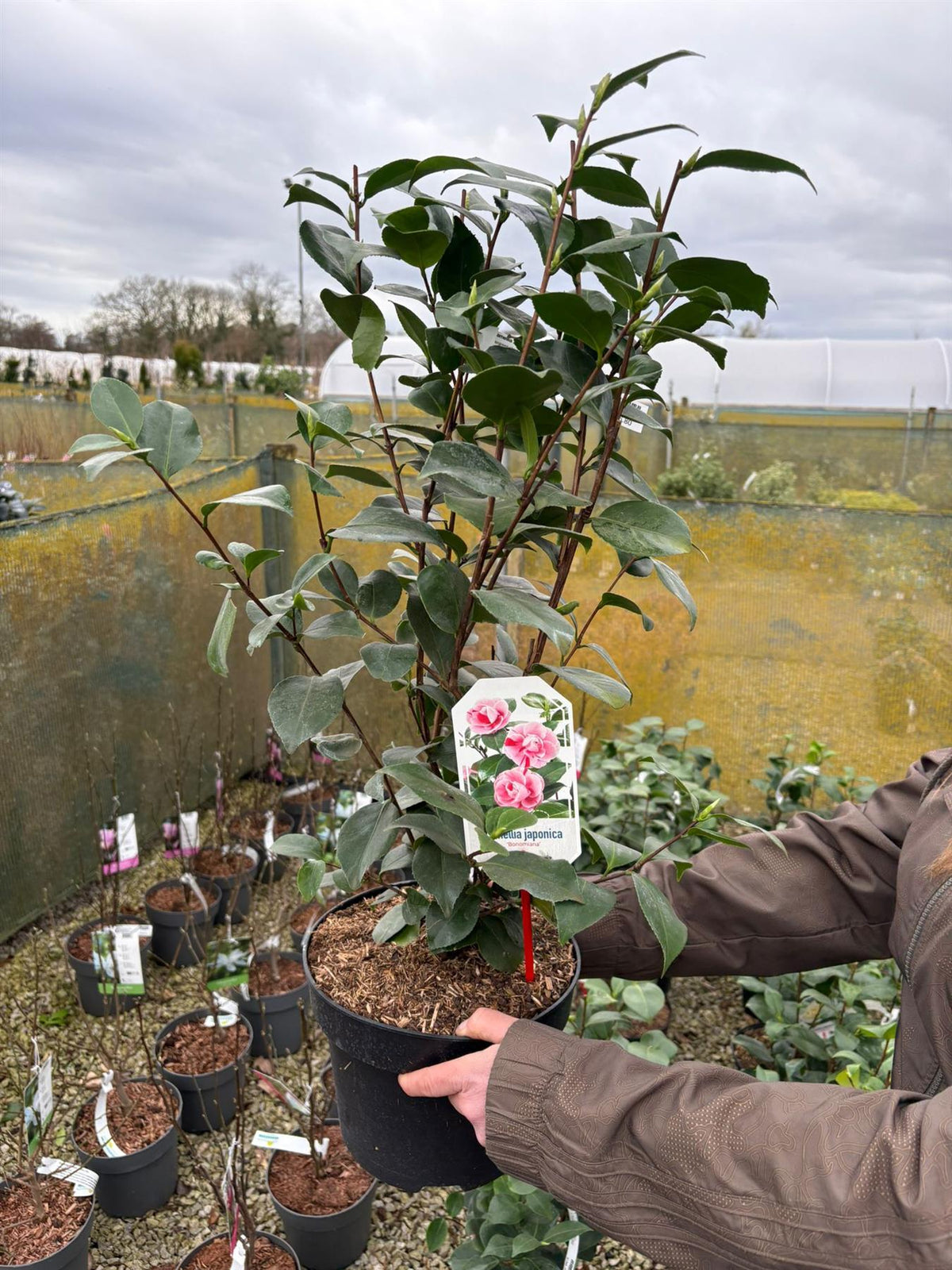 Camellia Japonica Bonomania 5 Litre Pot