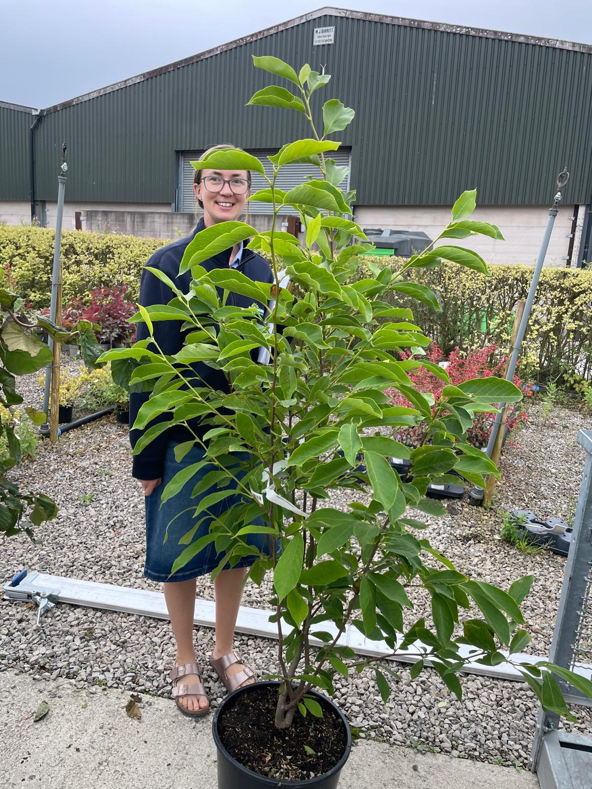 Magnolia Soulangeana 20 Litre Pot 125/150cm