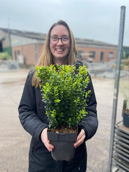 Box Hedging 2 Litre Pot 30cm