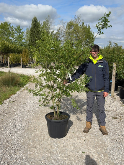 Euonymus Europaeus Multi Stem 150/175cm Pre Order/Ready For June