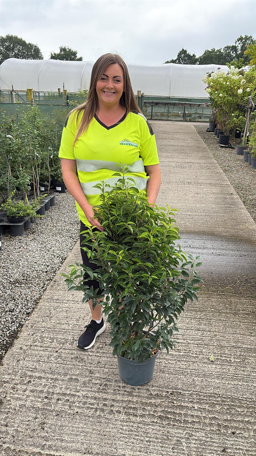 Prunus L. Myrtifolia Portuguese Laurel 7 Litre 80-100cm