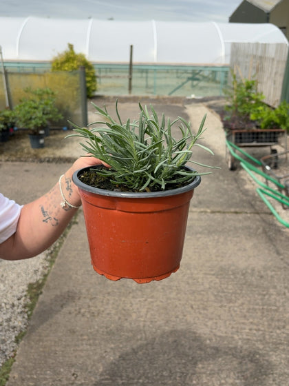 Lavender Grosso 2 Litre Pot