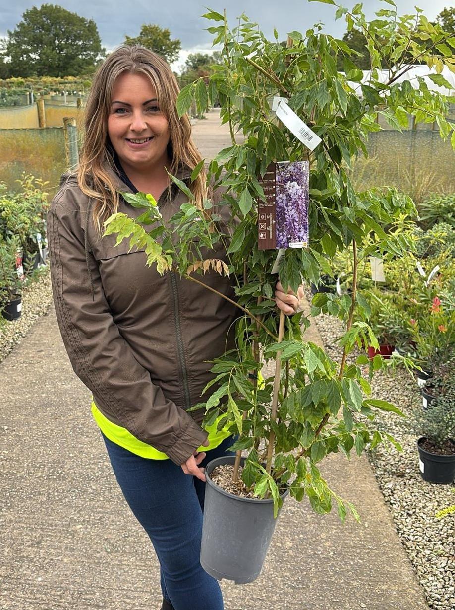 Wisteria Sinensis Alba 4 Litre Pot