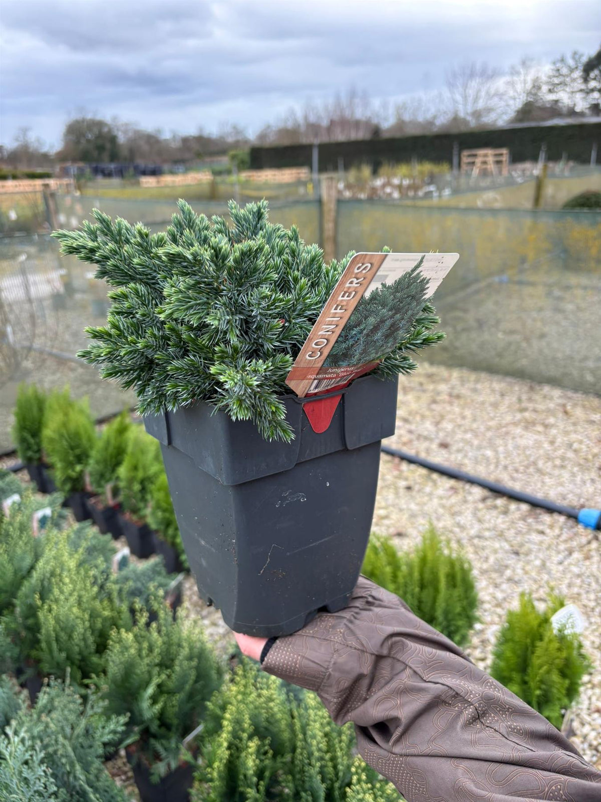 Juniperus Blue Star 2 Litre Pot