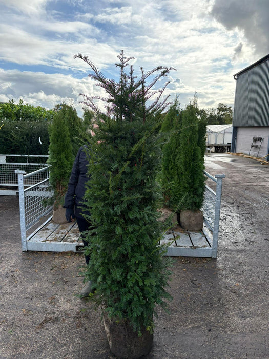 Yew Hedging 160/180cm Root Ball Dug To Order