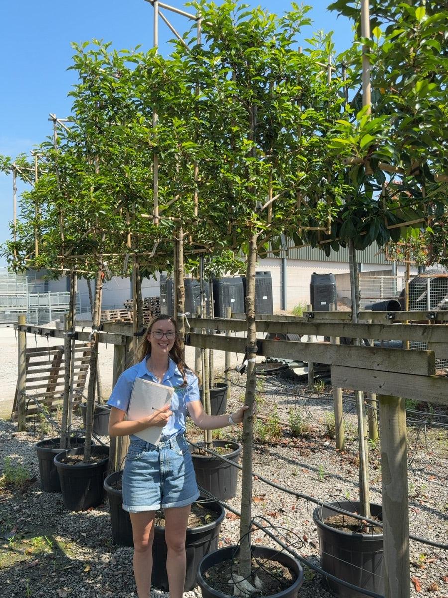 Prunus lusitanica Brenelia Pleached 12/14cm Girth 180cm Stem 120Wx100T