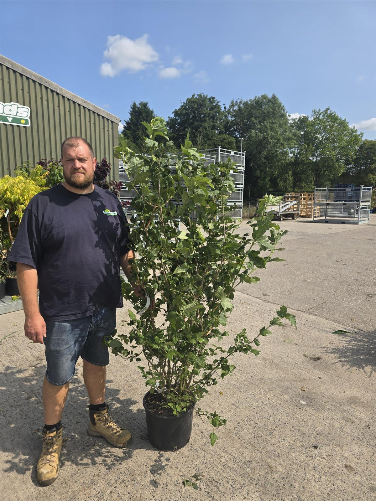 Viburnum Opulus Roseum 20 Litre Pot 125/150cm