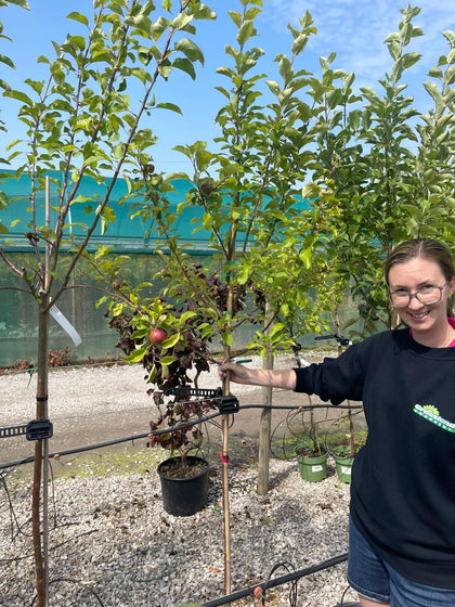 Apple Gala 10 Litre Half Standard