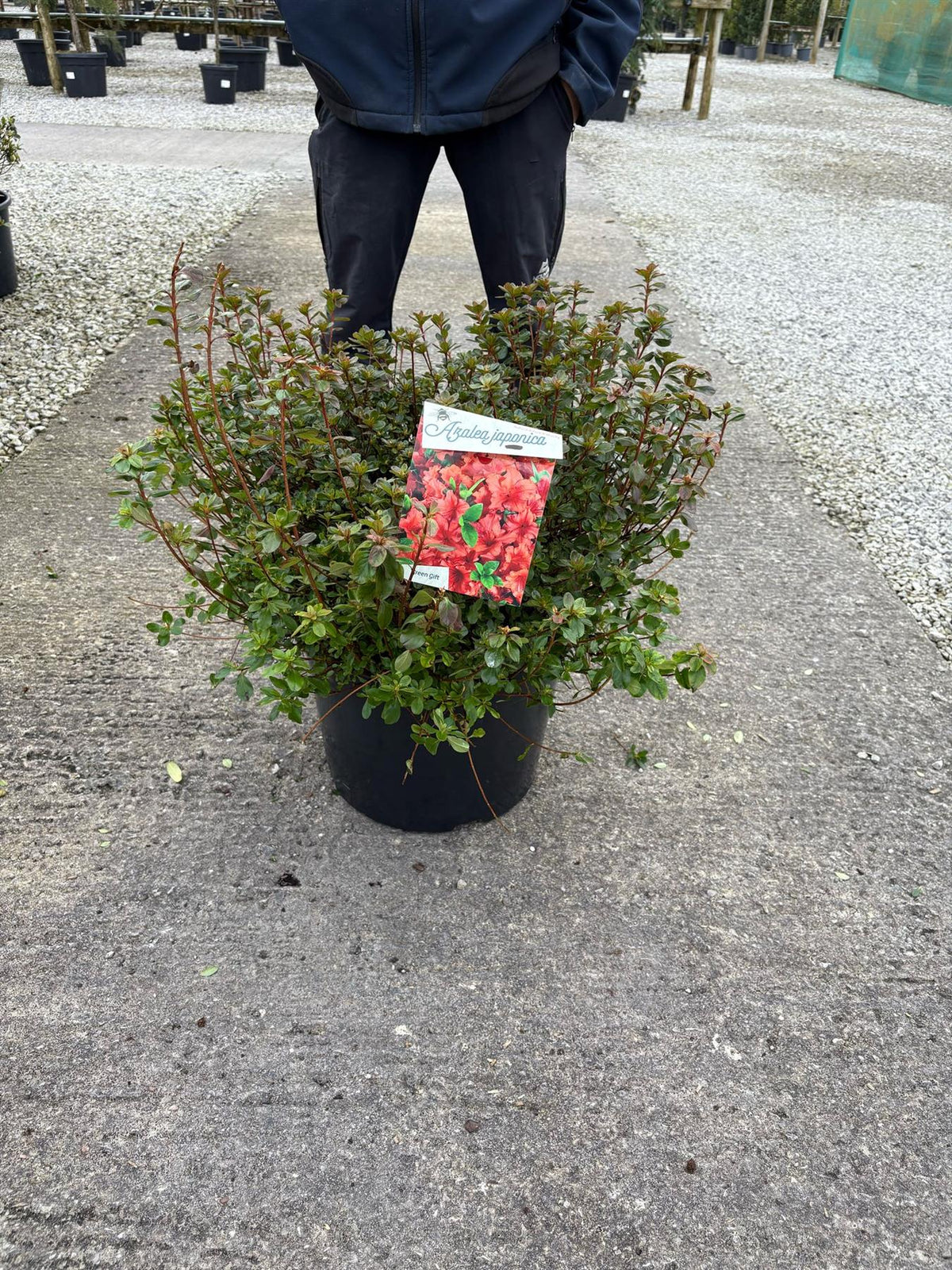 Azalea Japonica Orange Beauty 30 Litre Pot