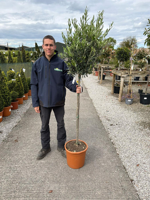 Olea Europea - Olive 1/2 Standard 18 Litre Pot 85/90 cm Stem
