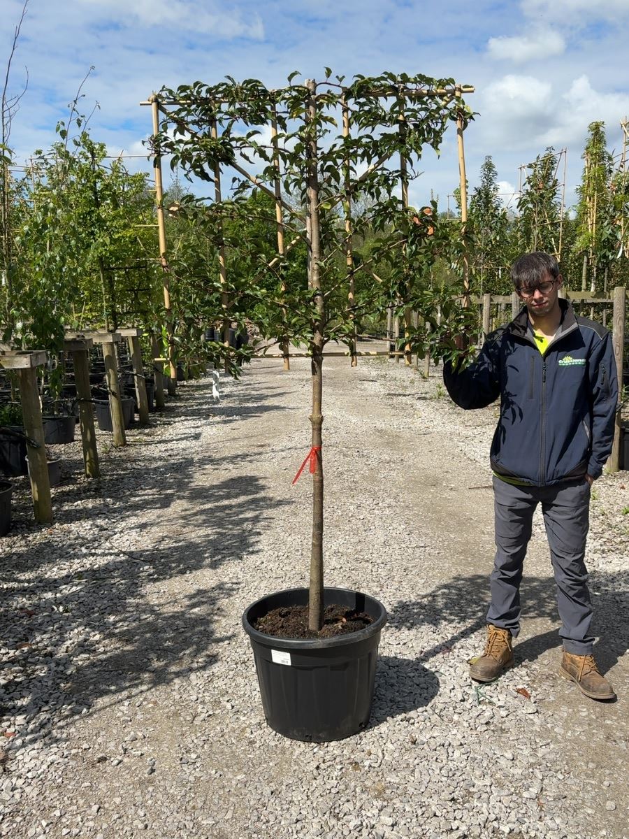 Prunus lusitanica Brenelia Pleached 10/12cm Girth 110cm Stem 120cm Wide x100cm Tall