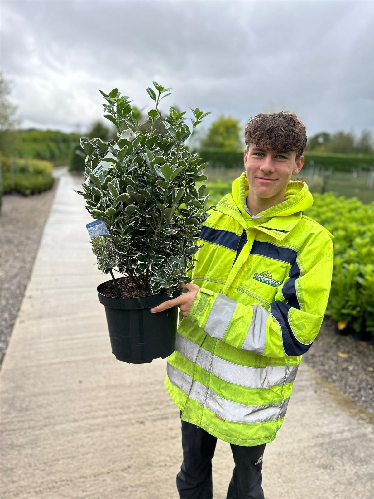 Euonymus japonicus Aureomarginata 4.5 Litre Pot