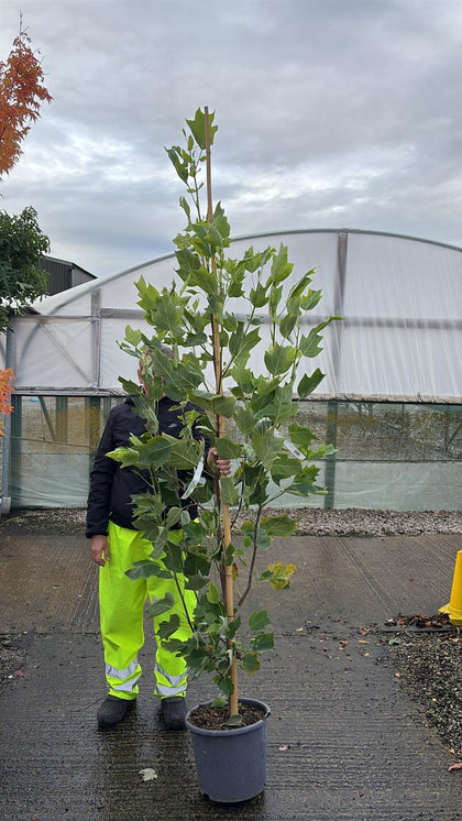 Liquidambar styraciflua Aurea 15 Litre Pot