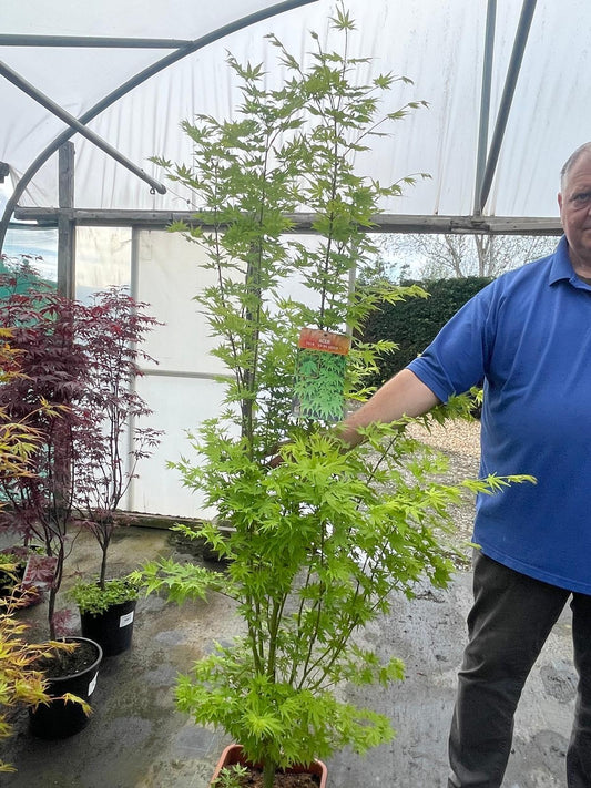 Acer palmatum Going Green 15 Litre Pot