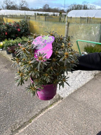 Azalea StarStyle Lilac 1.5 Litre Pot